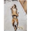 Image 4 : Swift Fox Soft Tanned Fur Taxidermy