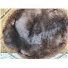 Image 2 : Black Beaver Hoop Taxidermy