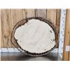Image 3 : Black Beaver Hoop Taxidermy