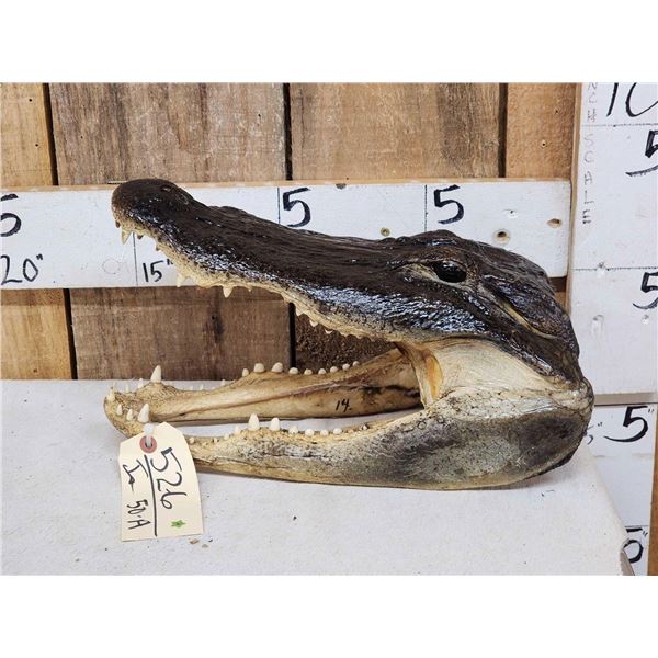 Alligator Head Taxidermy Mount