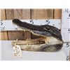 Image 1 : Alligator Head Taxidermy Mount