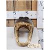 Image 2 : Alligator Head Taxidermy Mount