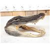 Image 3 : Alligator Head Taxidermy Mount