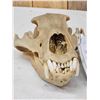 Image 2 : Alaskan Grizzly Bear Skull Taxidermy