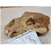 Image 3 : Alaskan Grizzly Bear Skull Taxidermy