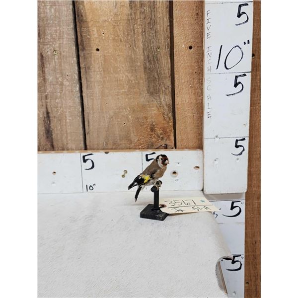 European Gold Finch Bird Taxidermy