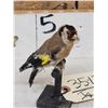Image 2 : European Gold Finch Bird Taxidermy