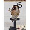 Image 3 : European Gold Finch Bird Taxidermy