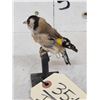 Image 4 : European Gold Finch Bird Taxidermy