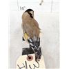 Image 5 : European Gold Finch Bird Taxidermy