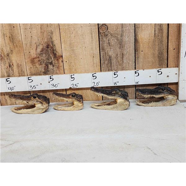 4 Alligator Heads Taxidermy