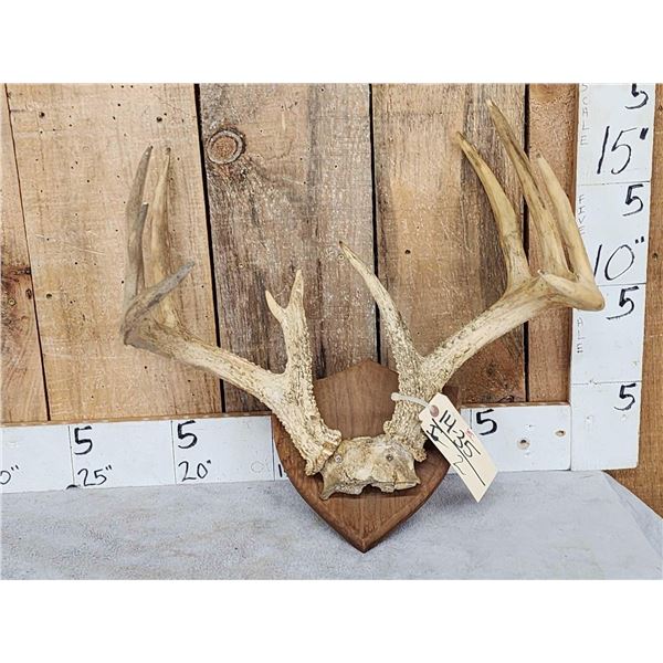 6x5 Whitetail Antlers On Plaque