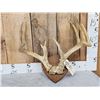 Image 1 : 6x5 Whitetail Antlers On Plaque
