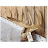 Image 2 : 6x5 Whitetail Antlers On Plaque