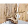 Image 3 : 6x5 Whitetail Antlers On Plaque