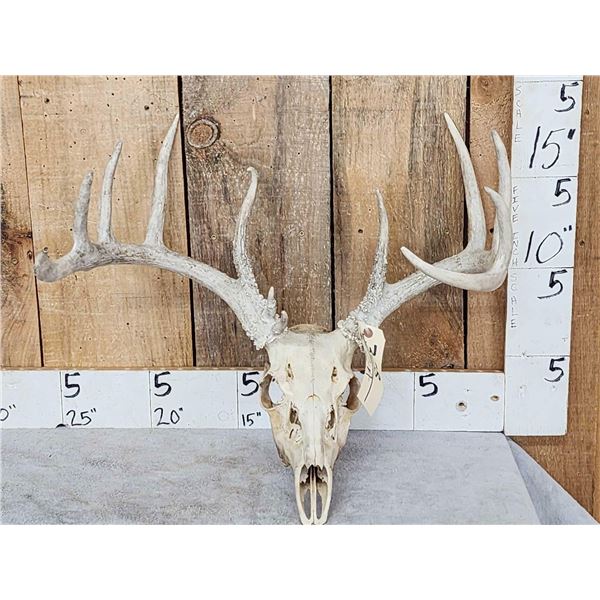 5x5 Whitetail Antlers On Skull