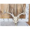 Image 1 : 5x5 Whitetail Antlers On Skull