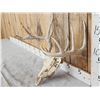 Image 2 : 5x5 Whitetail Antlers On Skull