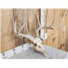 Image 3 : 5x5 Whitetail Antlers On Skull