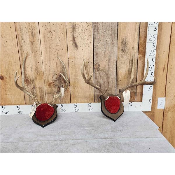 2 Sets Of Mule Deer Antlers On Plaques