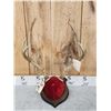 Image 5 : 2 Sets Of Mule Deer Antlers On Plaques