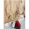 Image 7 : 2 Sets Of Mule Deer Antlers On Plaques