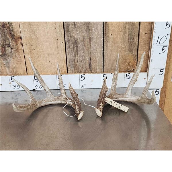 Wild Iowa 5x5 Whitetail Shed Antlers