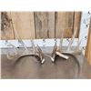 Image 1 : Wild Iowa 5x5 Whitetail Shed Antlers