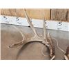 Image 3 : Wild Iowa 5x5 Whitetail Shed Antlers