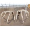 Image 4 : Wild Iowa 5x5 Whitetail Shed Antlers