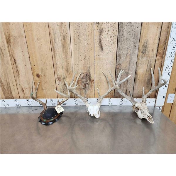 3 Sets Of Whitetail Antlers