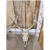 Image 2 : 3 Sets Of Whitetail Antlers