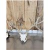 Image 3 : 3 Sets Of Whitetail Antlers