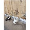 Image 4 : 3 Sets Of Whitetail Antlers