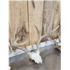 Image 5 : 3 Sets Of Whitetail Antlers