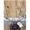 Image 6 : 3 Sets Of Whitetail Antlers