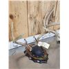 Image 7 : 3 Sets Of Whitetail Antlers