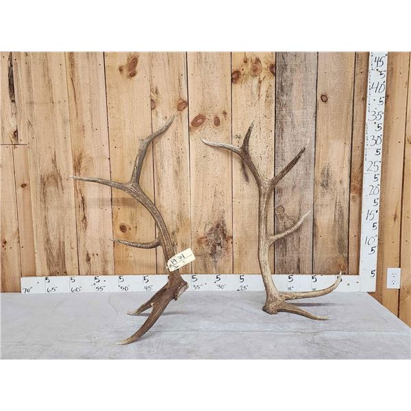 Set of 6x6 Elk Shed Antlers