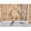 Image 1 : Set of 6x6 Elk Shed Antlers