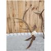 Image 3 : Set of 6x6 Elk Shed Antlers