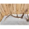 Image 4 : Set of 6x6 Elk Shed Antlers