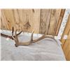 Image 5 : Set of 6x6 Elk Shed Antlers