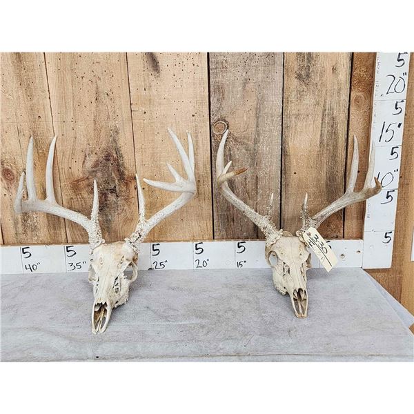 2 Sets Of Whitetail Antlers On Skull