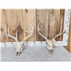 Image 1 : 2 Sets Of Whitetail Antlers On Skull
