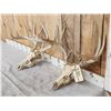 Image 2 : 2 Sets Of Whitetail Antlers On Skull