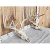 Image 3 : 2 Sets Of Whitetail Antlers On Skull