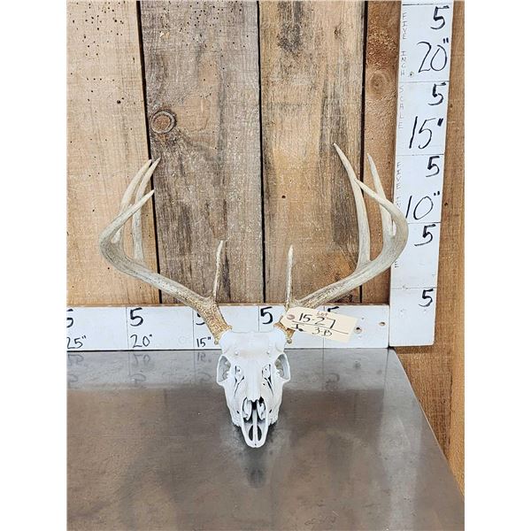 4x5 Whitetail Antlers On Skull
