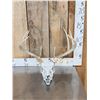 Image 1 : 4x5 Whitetail Antlers On Skull