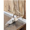 Image 2 : 4x5 Whitetail Antlers On Skull