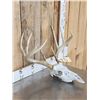 Image 3 : 4x5 Whitetail Antlers On Skull